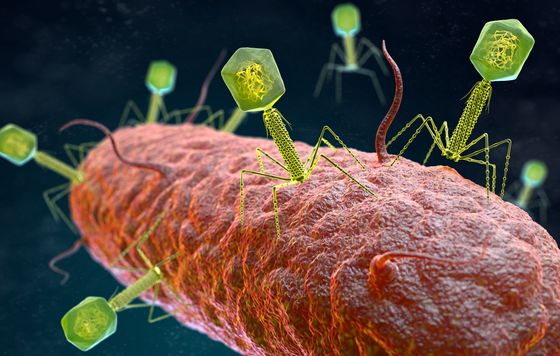 Viren greifen Bakterien an
